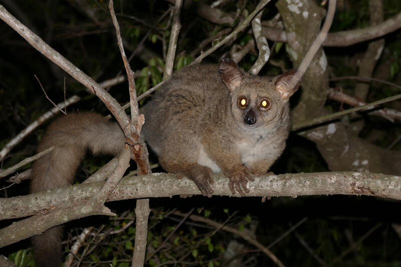Bushbaby