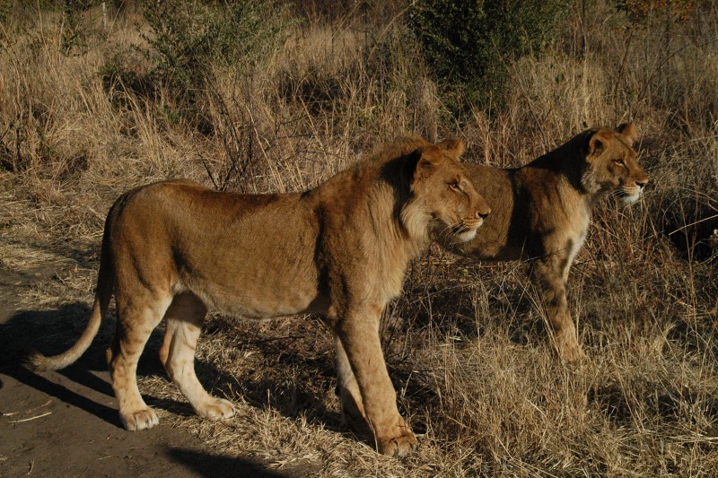Lion