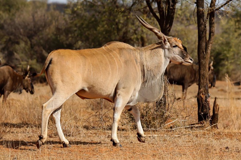 Eland