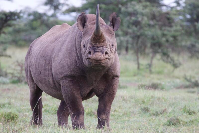 Rhino