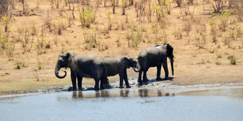 Bush Dinner Game Drive