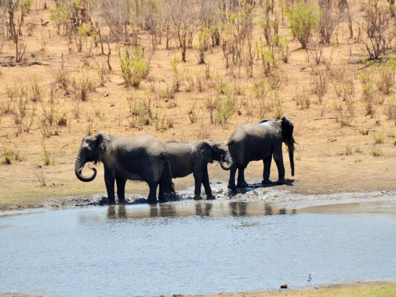 Bush Dinner Game Drive