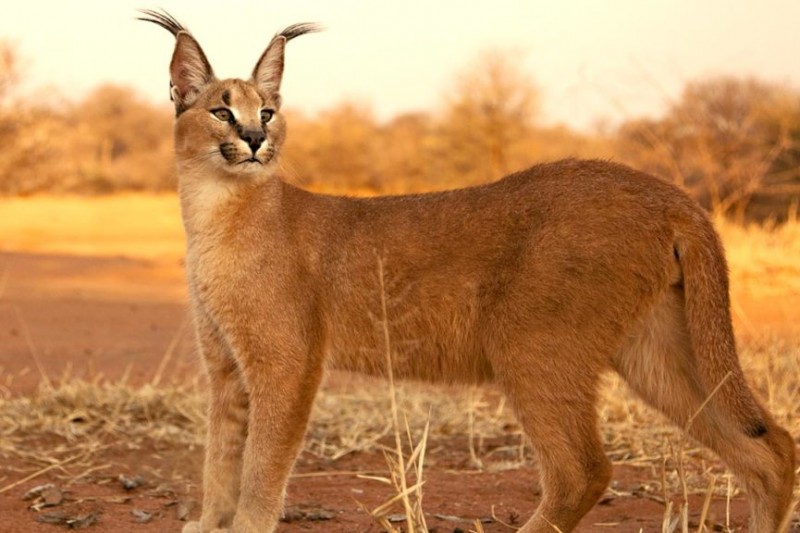 Caracal