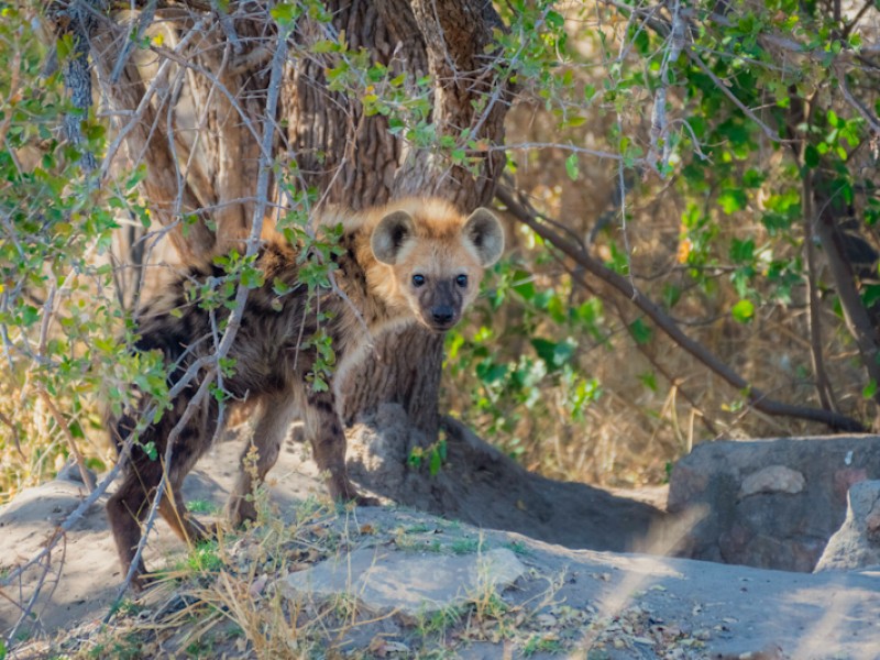 Chimanimani National Park