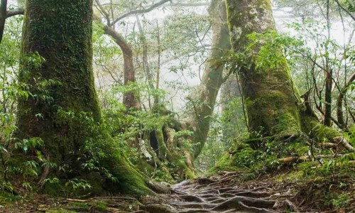 Chirinda Forest Botanical Reserve