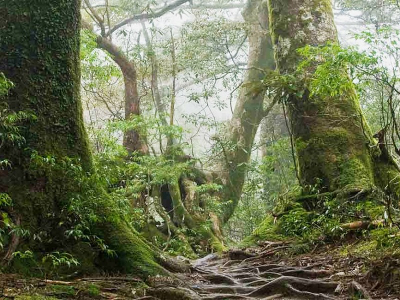 Chirinda Forest Botanical Reserve