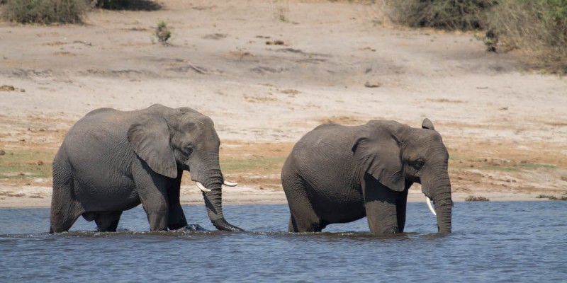 Chobe Day Trip