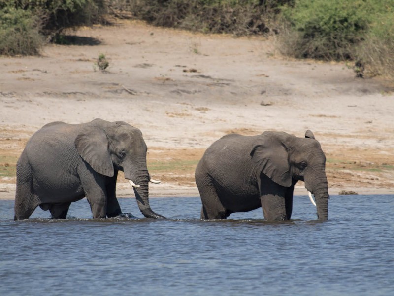 Chobe Day Trip