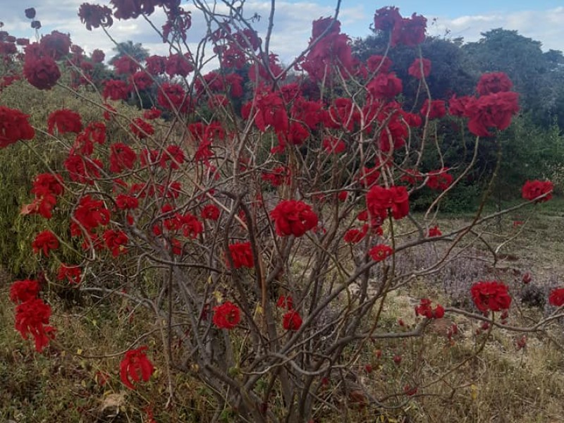 Ewanrigg Botanical Gardens