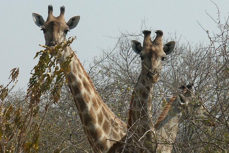 Giraffes