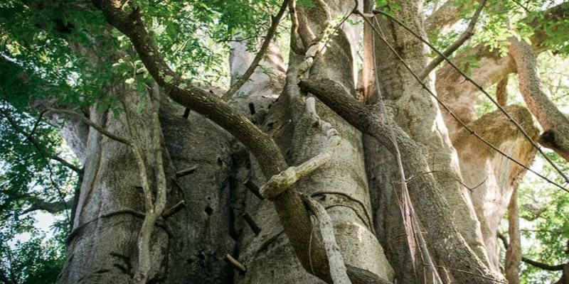 Guided Bird and Tree Walk