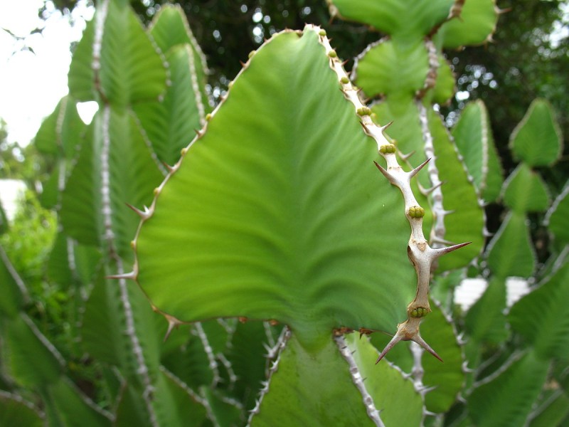 Harare Botanical Gardens 