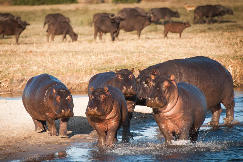 Hippopotamus