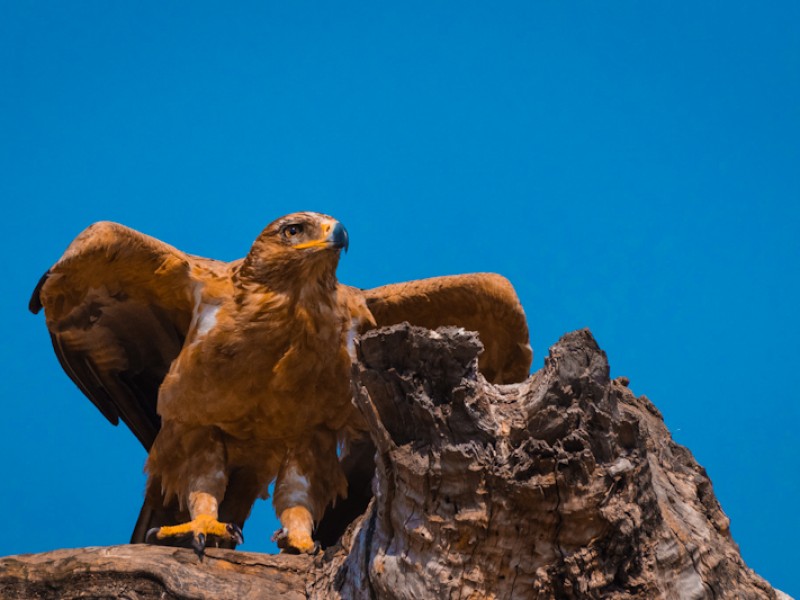 Hwange National Park