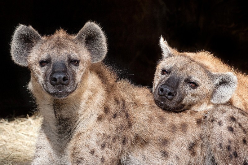 Hyena