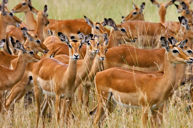 Impala