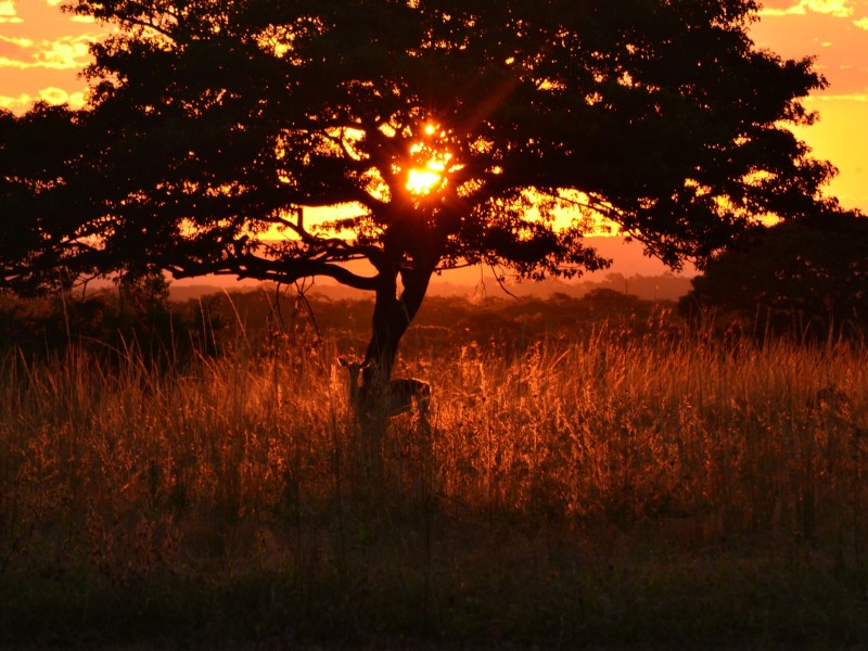 Jabulani Zimbabwe