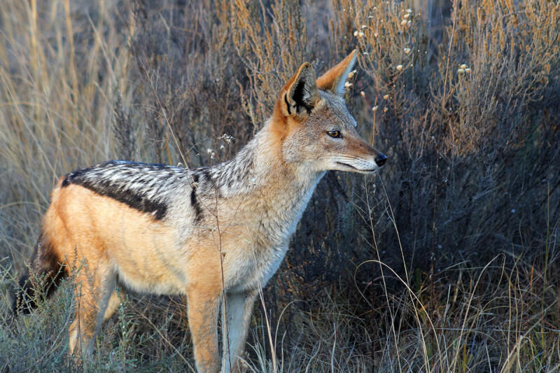 Jackals