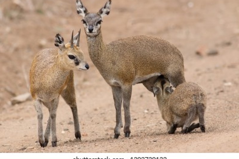 Klipspringer