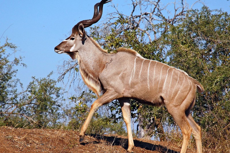 Kudu