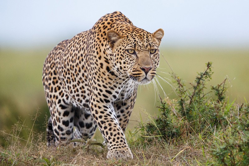 Leopard