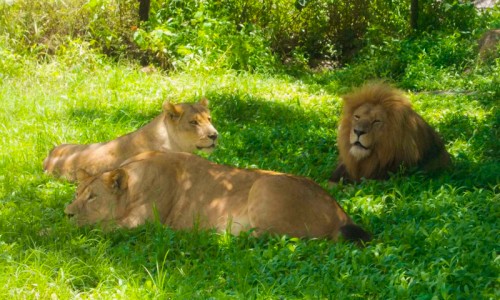 Lion and Cheetah Park