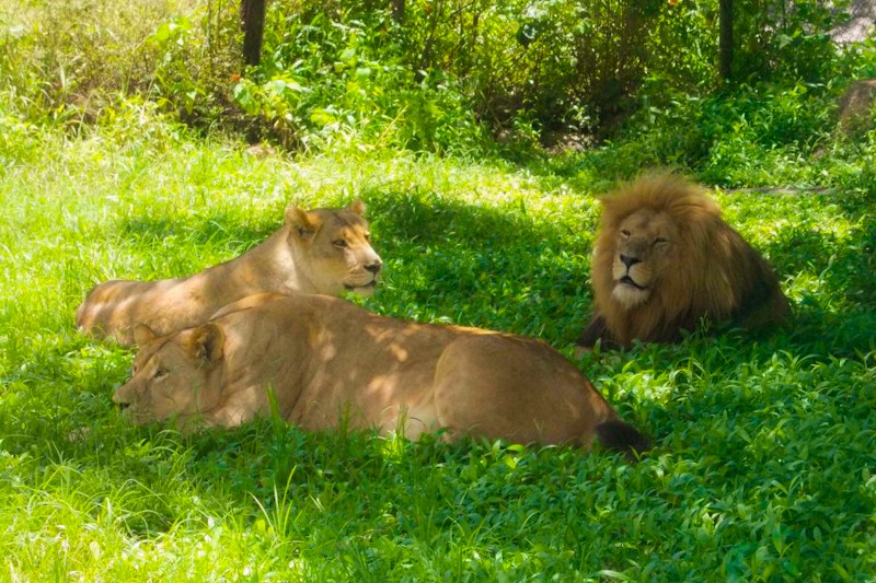 Lion and Cheetah Park