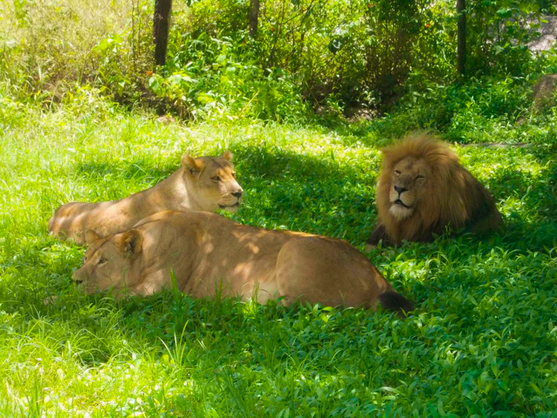 Lion and Cheetah Park