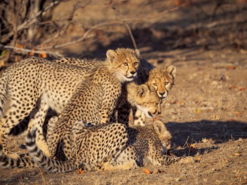 Mbizi Game Park