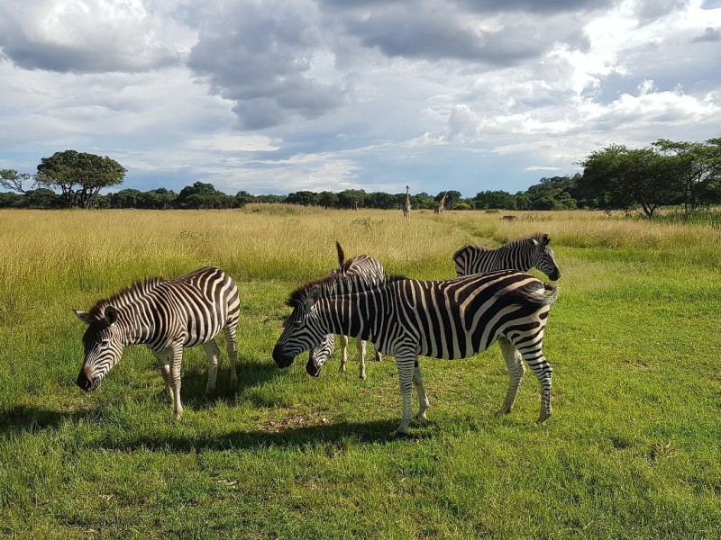 Mukuvisi Woodlands