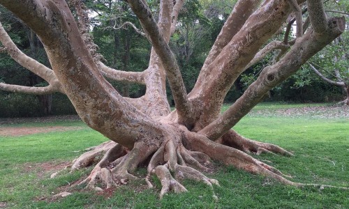 National Botanic Gardens