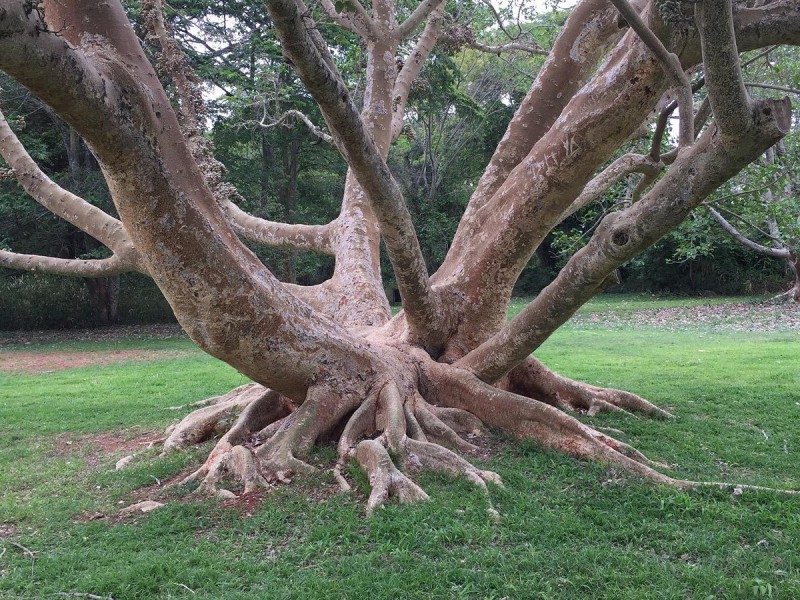 National Botanic Gardens