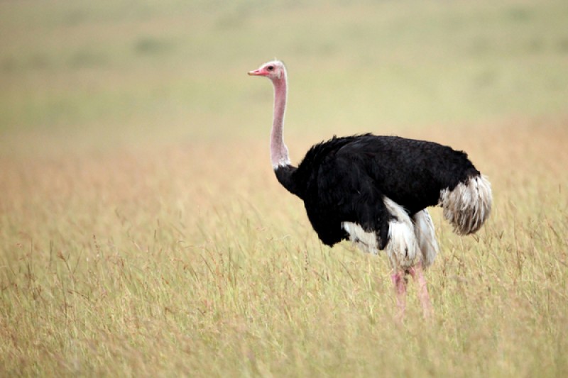 Ostrich