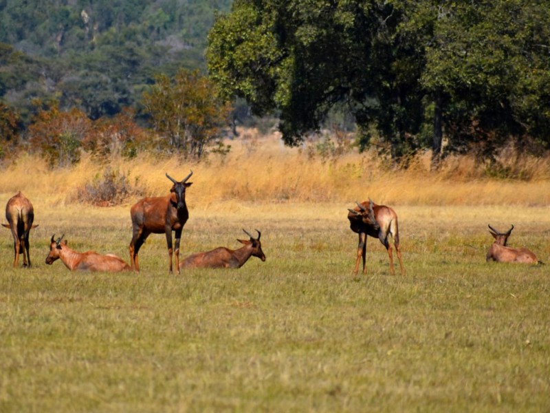 Haka Game Park