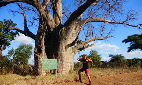 The Big Tree Victoria Falls