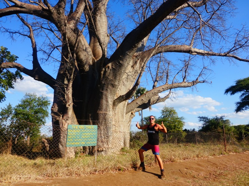 The Big Tree Victoria Falls