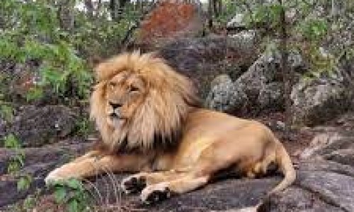    Twala Trust Animal Sanctuary