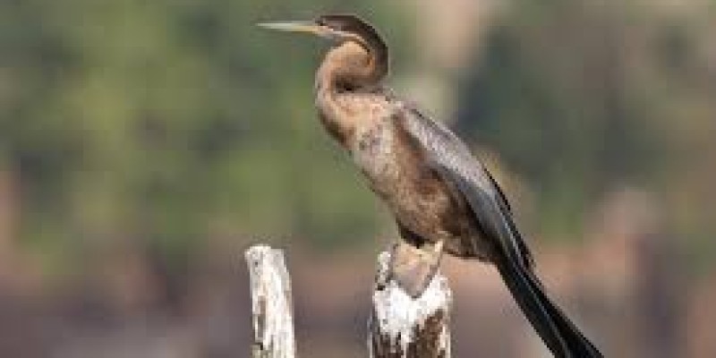 Victoria Falls Bird Watching Trail
