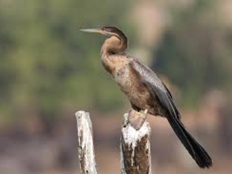 Victoria Falls Bird Watching Trail