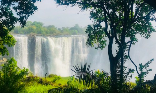 Victoria Falls Rain Forest