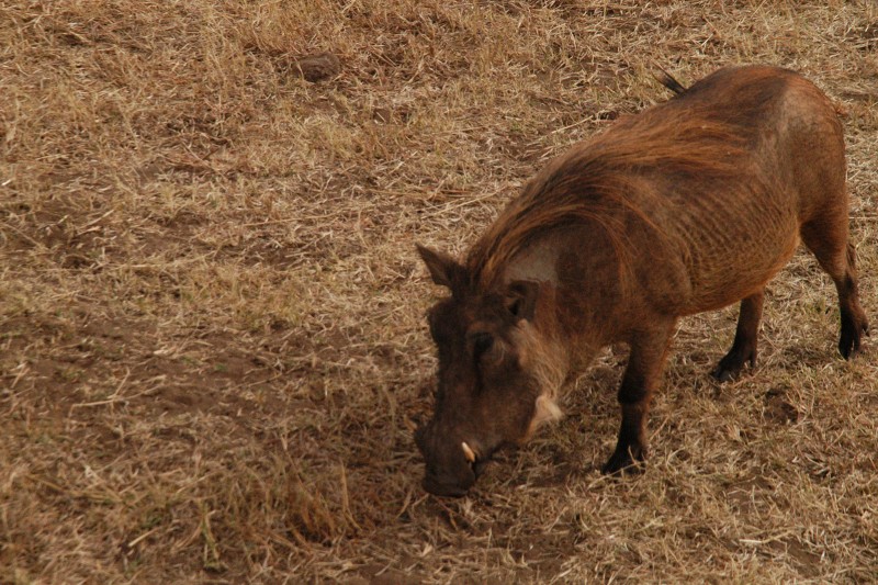 Warthog