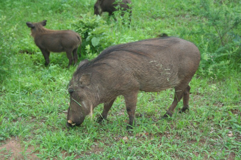 Warthog