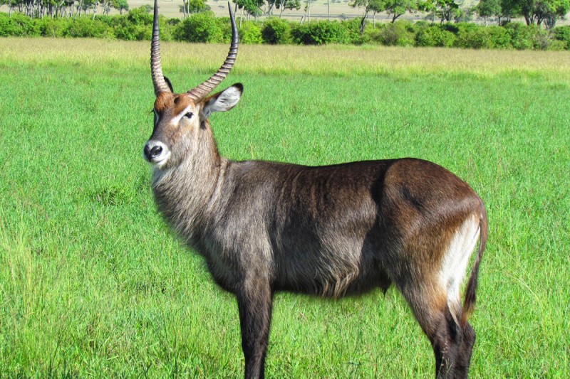 Waterbuck