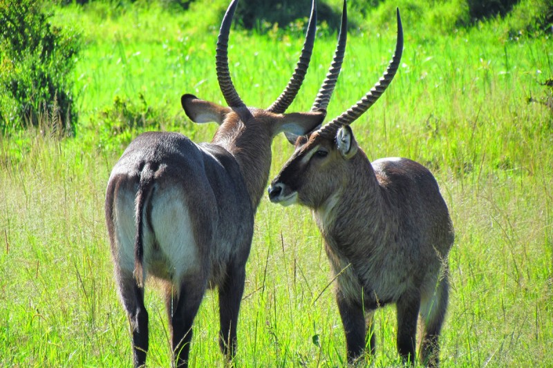 Waterbuck