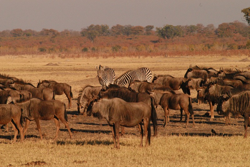 Wildebeest