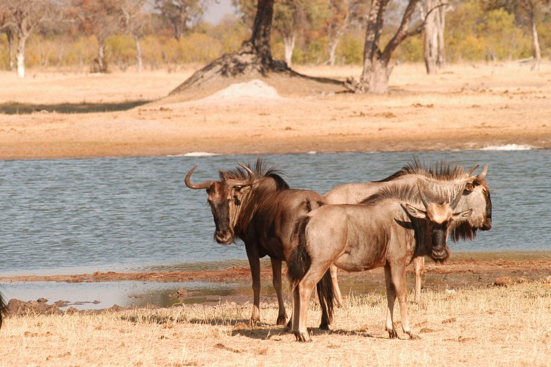 Wildebeest